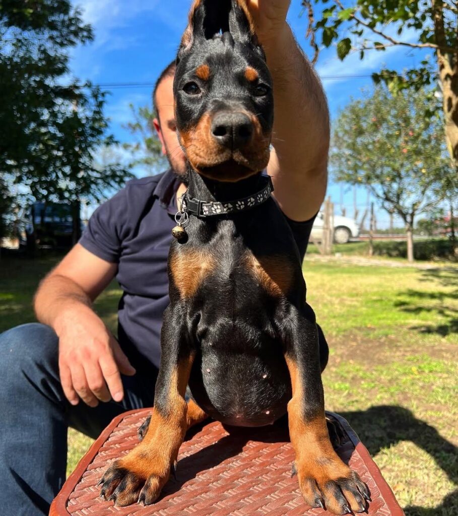 arya