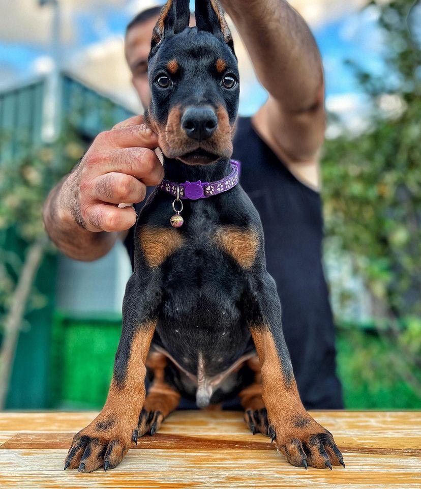finn