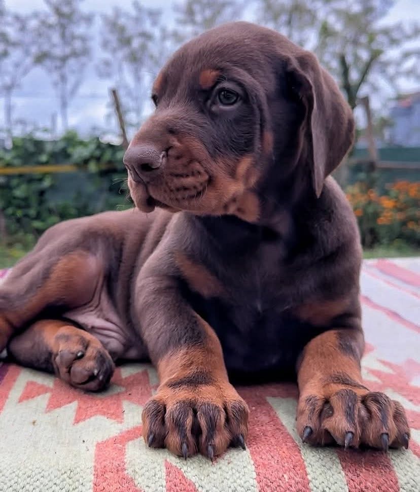 jax