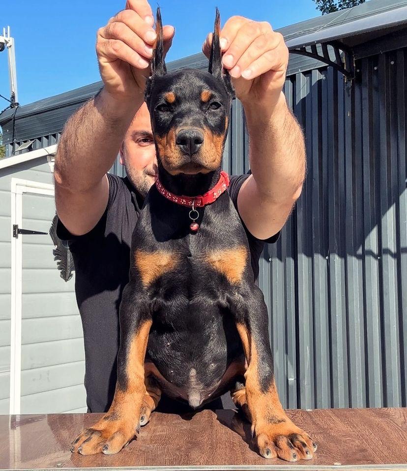 milo